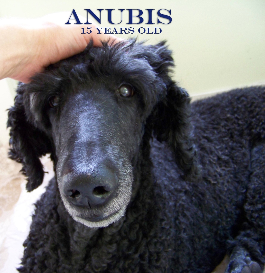 Anubis 15 years